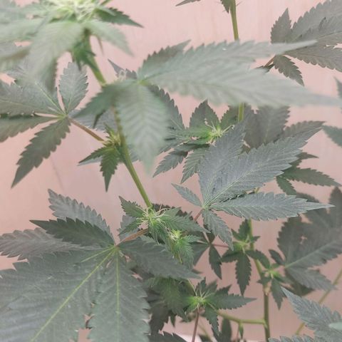 Frozen Jelly ou king juice  growlog timeline photo