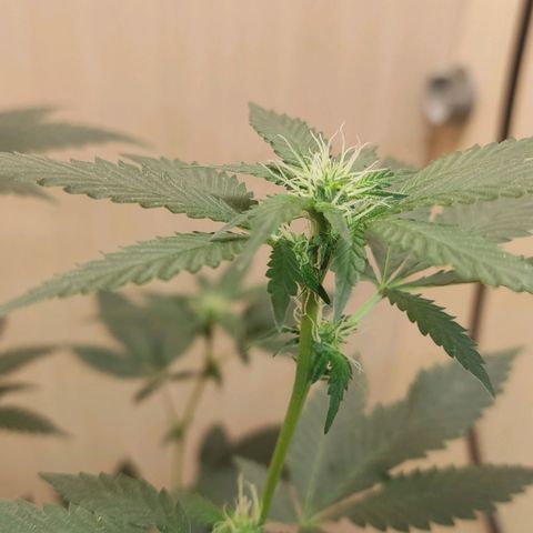 Frozen Jelly ou king juice  growlog timeline photo