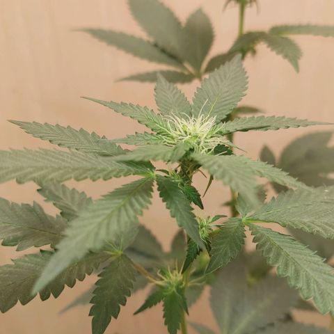 Frozen Jelly ou king juice  growlog timeline photo