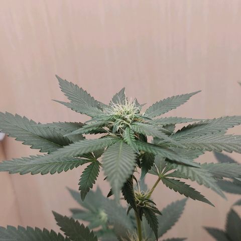 Frozen Jelly ou king juice  growlog timeline photo