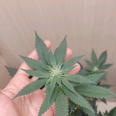 Frozen Jelly ou king juice  growlog timeline photo