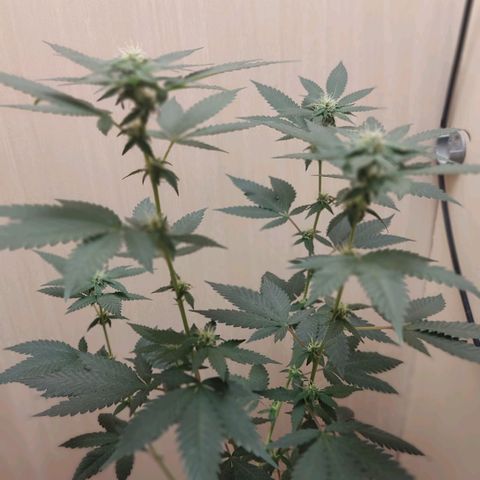 Frozen Jelly ou king juice  growlog timeline photo