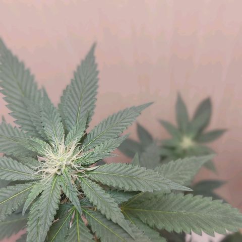 Frozen Jelly ou king juice  growlog timeline photo