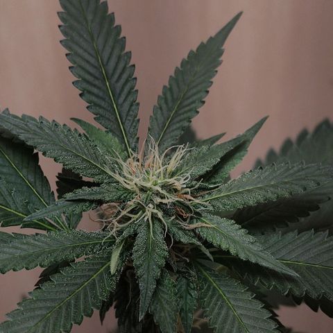 Frozen Jelly ou king juice  growlog timeline photo