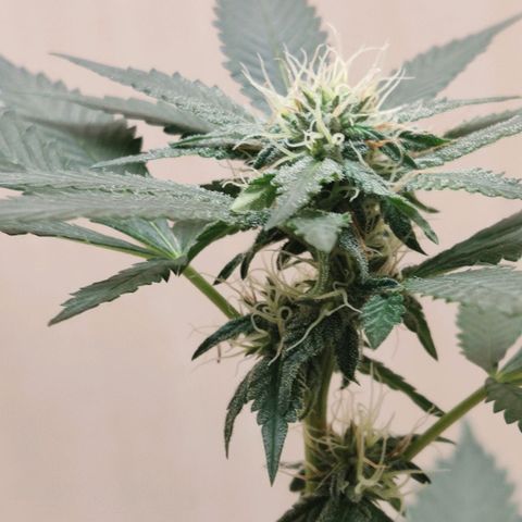 Frozen Jelly ou king juice  growlog timeline photo