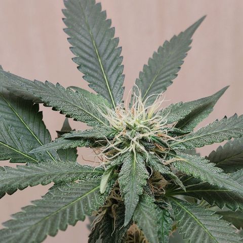 Frozen Jelly ou king juice  growlog timeline photo