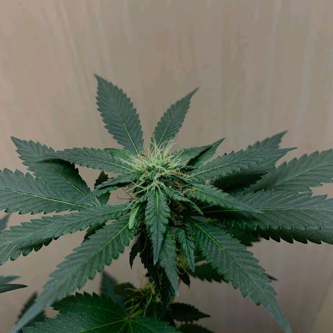 Frozen Jelly ou king juice  growlog timeline photo