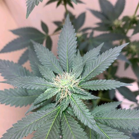 Frozen Jelly ou king juice  growlog timeline photo