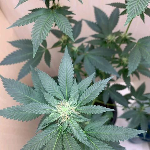 Frozen Jelly ou king juice  growlog timeline photo