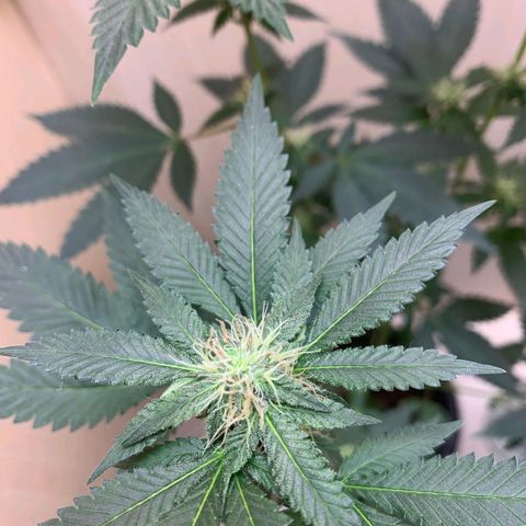 Frozen Jelly ou king juice  growlog timeline photo
