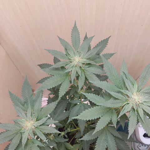 Frozen Jelly ou king juice  growlog timeline photo