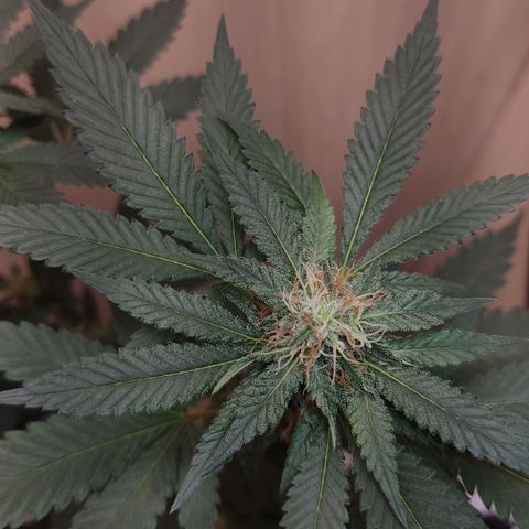 Frozen Jelly ou king juice  growlog timeline photo