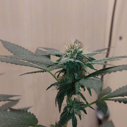 Frozen Jelly ou king juice  growlog timeline photo