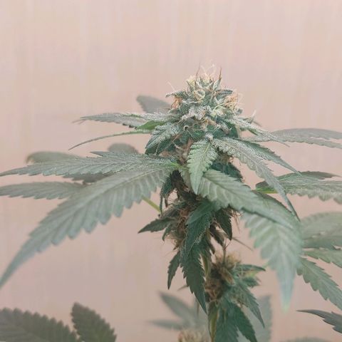 Frozen Jelly ou king juice  growlog timeline photo