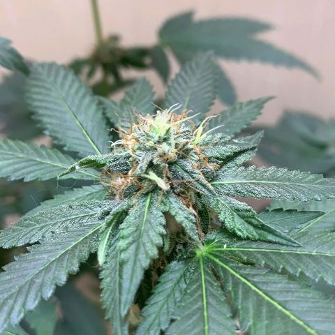 Frozen Jelly ou king juice  growlog timeline photo