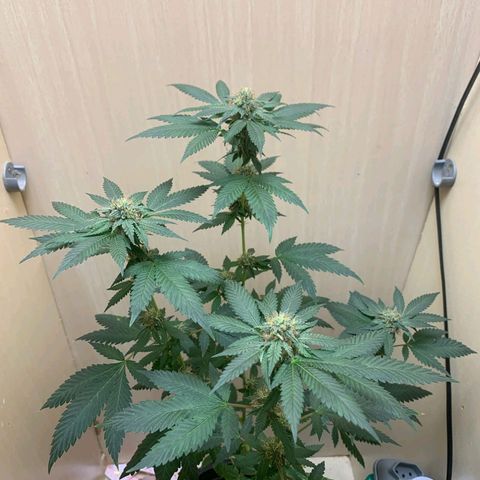 Frozen Jelly ou king juice  growlog timeline photo