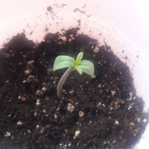 Chalupas CBD growlog timeline photo
