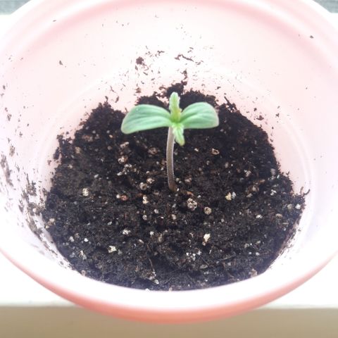 Chalupas CBD growlog photo: La planta continúa con un crecimiento normal. Su altura es de 4 cm.