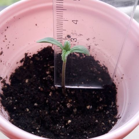 Chalupas CBD growlog photo: La plantula posee 4,5 cm. Su crecimiento es normal. 