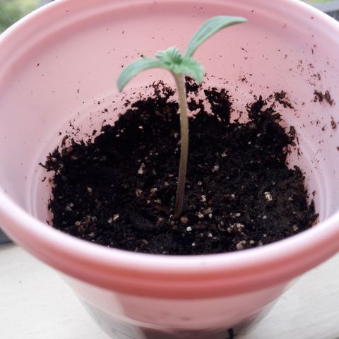 Chalupas CBD growlog timeline photo