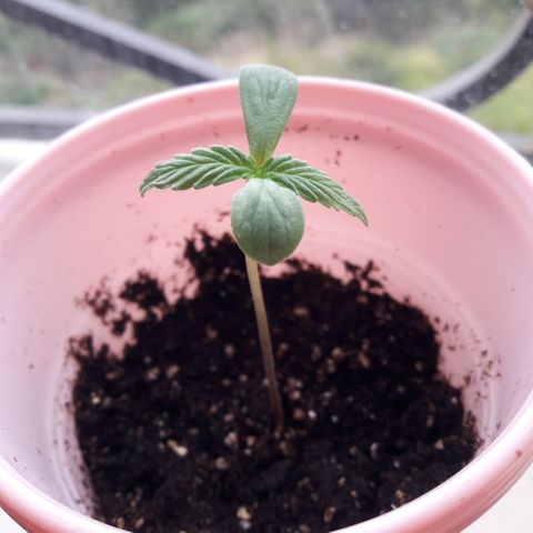 Chalupas CBD growlog photo: La plantula continua con un desarrollo normal. Su turgengia y vitalidad es optima.