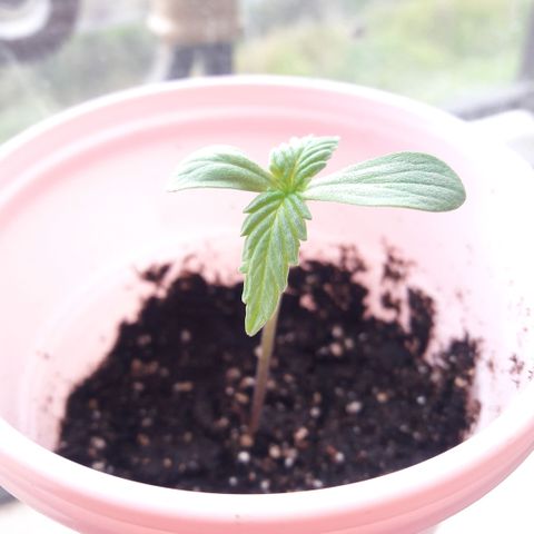 Chalupas CBD growlog photo: La plantula posee um desarrollo optimo.