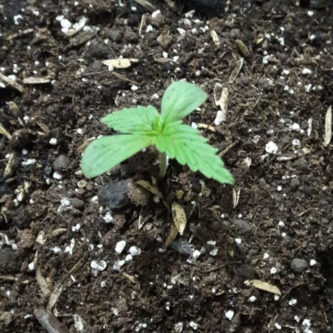 Chalupas CBD growlog photo: Hoy se realizo el transplante de la plantula a una maceta geotextil de 10 litros. El desarrollo y turgencia de la planta es optimos.