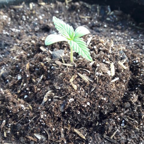 Chalupas CBD growlog photo: La plantula continua con un desarroollo normal. Ademas, se puede observar el brote inicial de los foliolos secundarios.