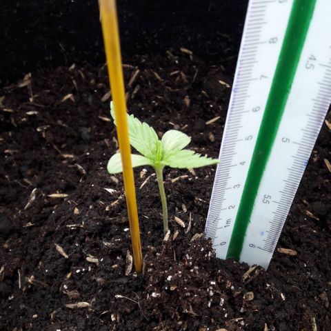 Chalupas CBD growlog photo: El dia de hoy se colocò un tutor a la planta y se midiò su altura (5 cm). Tambien se realizò el riego con 50 ml de agua. No se encontraron signos de enfermedades ni plagas.
Tambièn se colocò una proteccion de plàstico realizada de una botella de 5L para que la luz del sol no le llegue directamente a la planta.