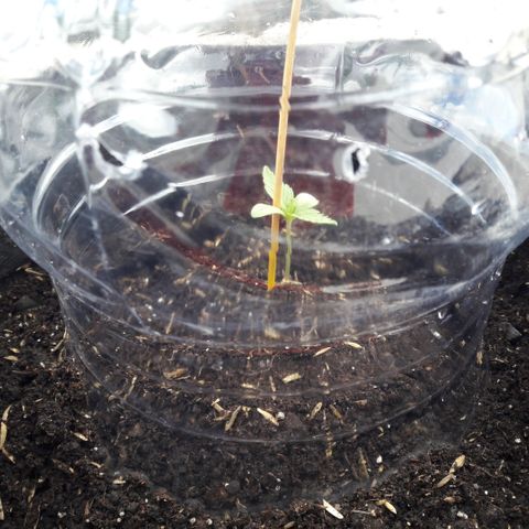 Chalupas CBD growlog photo: El dia de hoy se colocò un tutor a la planta y se midiò su altura (5 cm). Tambien se realizò el riego con 50 ml de agua. No se encontraron signos de enfermedades ni plagas.
Tambièn se colocò una proteccion de plàstico realizada de una botella de 5L para que la luz del sol no le llegue directamente a la planta.