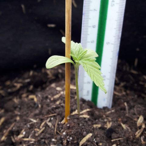 Chalupas CBD growlog photo: Se realizó la medición de la plántula. No se encontró ningún síntoma de deficiencia nutricional o patógeno. Después de la medición de la altura, se volvio a colocar la campana húmeda.