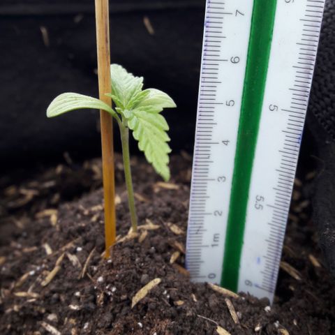 Chalupas CBD growlog photo: Se midió la altura de la plántula. También se busco algún síntoma o signo de posibles patógenos, Pero no se encontró nada. La plántula continúa con un desarrollo óptimo.