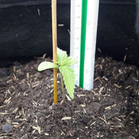 Chalupas CBD growlog photo: Hoy se realizó la medición de la plántula y también se inspeccionó la plántula en busca de algún signo de deficiencia nutricional o presencia de patógenos.
Después de las actividades mencionadas se volvió a colocar la campana húmeda.