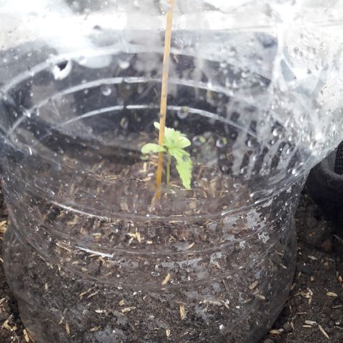 Chalupas CBD growlog photo: Hoy se realizó la medición de la plántula y también se inspeccionó la plántula en busca de algún signo de deficiencia nutricional o presencia de patógenos.
Después de las actividades mencionadas se volvió a colocar la campana húmeda.