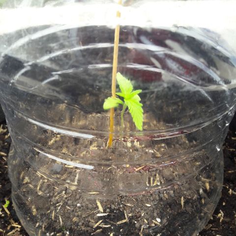 Chalupas CBD growlog photo: Hoy se realizó la medición de la planta. No se observa ninguna novedad y la turgencia de la planta es óptima.
También se realizó el riego con 50 ml de agua reposada en presencia de sol por un día.