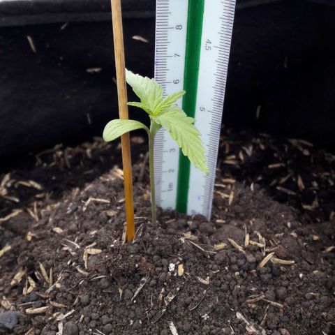 Chalupas CBD growlog photo: Hoy se realizó la medición de la planta. No se observa ninguna novedad y la turgencia de la planta es óptima.
También se realizó el riego con 50 ml de agua reposada en presencia de sol por un día.