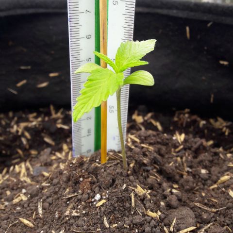 Chalupas CBD growlog photo: Hoy se realizó la medición de la planta. También se busco algún signo de deficiencia nutricional o presencia de patógenos, sin embargo, no se encontró ningún síntoma anormal.
