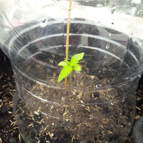 Chalupas CBD growlog photo: Hoy se realizó la medición de la planta. También se busco algún signo de deficiencia nutricional o presencia de patógenos, sin embargo, no se encontró ningún síntoma anormal.
