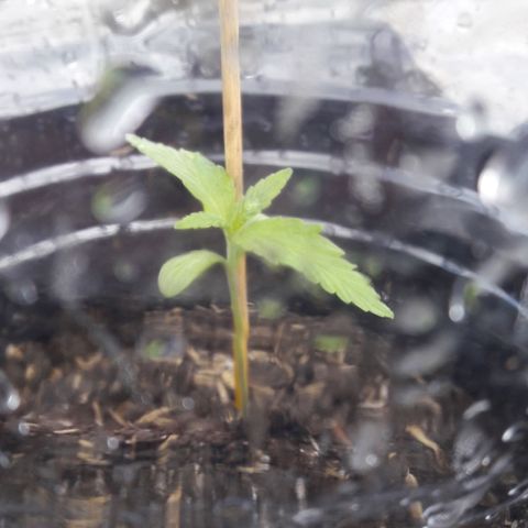 Chalupas CBD growlog photo: Hoy se realizó la medición de la plantula y también se inspeccionó algún signo de deficiencia nutricional o presencia de patógenos.
Después de la inspección diaria se volvió a colocar la campana húmeda.