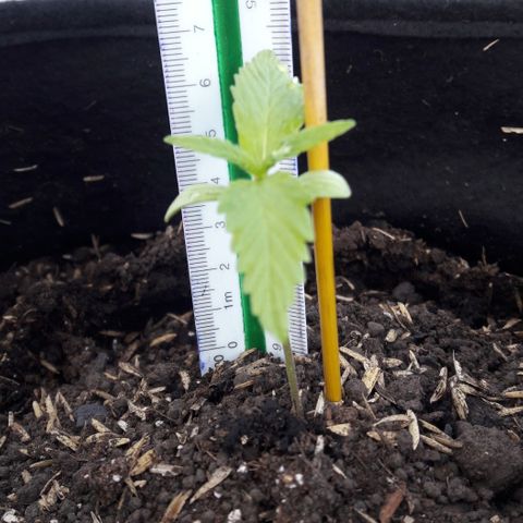 Chalupas CBD growlog photo: Hoy se realizó la medición de la plantula y también se inspeccionó algún signo de deficiencia nutricional o presencia de patógenos.
Después de la inspección diaria se volvió a colocar la campana húmeda.
