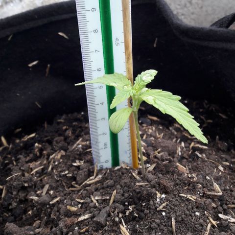 Chalupas CBD growlog photo: Hoy se realizó la medición de la planta. El desarrollo vegetativo continua sin ningún inconveniente. 
No se encontró signos de deficiencias nutricionales.