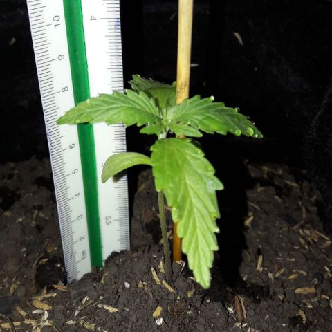 Chalupas CBD growlog photo: Hoy se realizó la medición de la planta. No se encontró ningún síntoma de deficiencias nutricionales ni presencia de patógenos. Después de la medición y la inspección se volvió a colocar la campana húmeda.