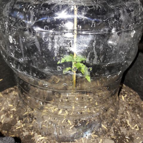 Chalupas CBD growlog timeline photo