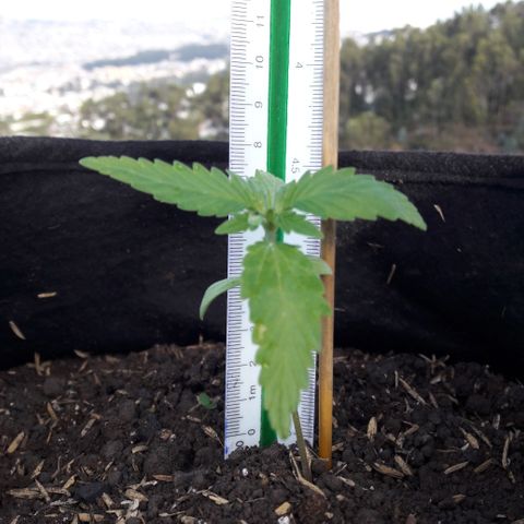 Chalupas CBD growlog photo: Hoy se realizó la medición de la planta. También se rego 50 ml de una infusión de canela.