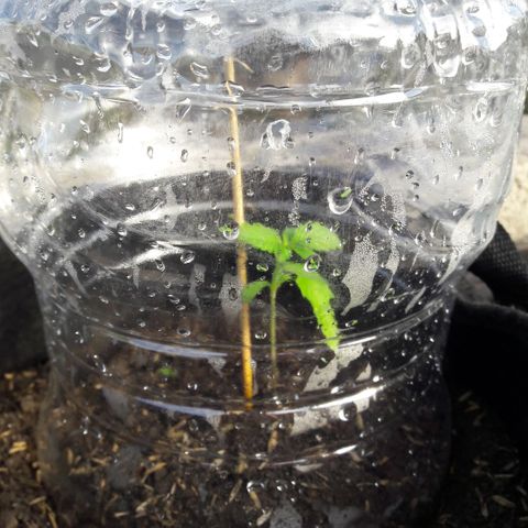 Chalupas CBD growlog photo: Hoy se realizó la medición de la planta. También se rego 50 ml de una infusión de canela.