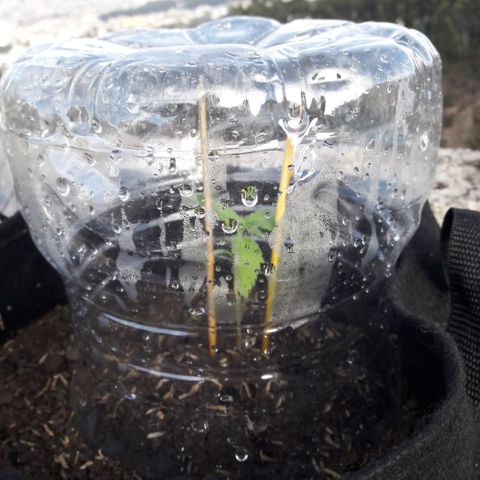 Chalupas CBD growlog photo: Hoy se colocó un segundo tutor para darle mayor estabilidad y firmeza a la planta. Después de la inspección se volvió a colocar la campana húmeda.