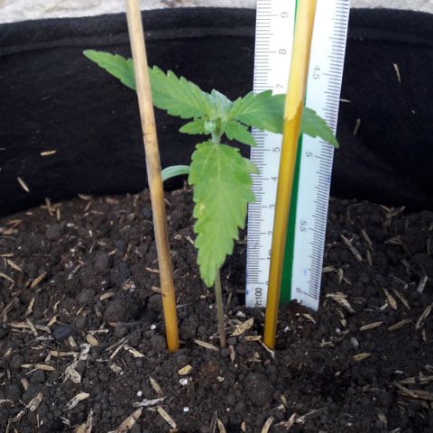 Chalupas CBD growlog photo: Hoy se colocó un segundo tutor para darle mayor estabilidad y firmeza a la planta. Después de la inspección se volvió a colocar la campana húmeda.