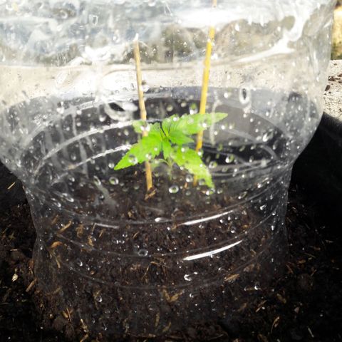 Chalupas CBD growlog photo: Hoy se añadió 250 gramos de sustrato profesional para el cultivo de Cannabis.
También se realizó una inspección del estado nutricional de la planta. Despues se volvió a colocar la campana húmeda.