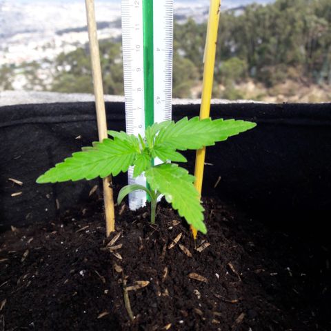 Chalupas CBD growlog photo: Hoy se añadió 250 gramos de sustrato profesional para el cultivo de Cannabis.
También se realizó una inspección del estado nutricional de la planta. Despues se volvió a colocar la campana húmeda.