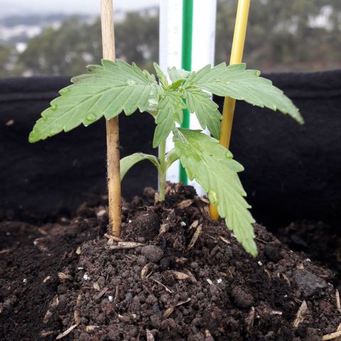 Chalupas CBD growlog photo: Se midió la altura de la planta. El desarrollo vegetativo continua sin ningún inconveniente. Después de la medición se volvió a colocar la campana húmeda.